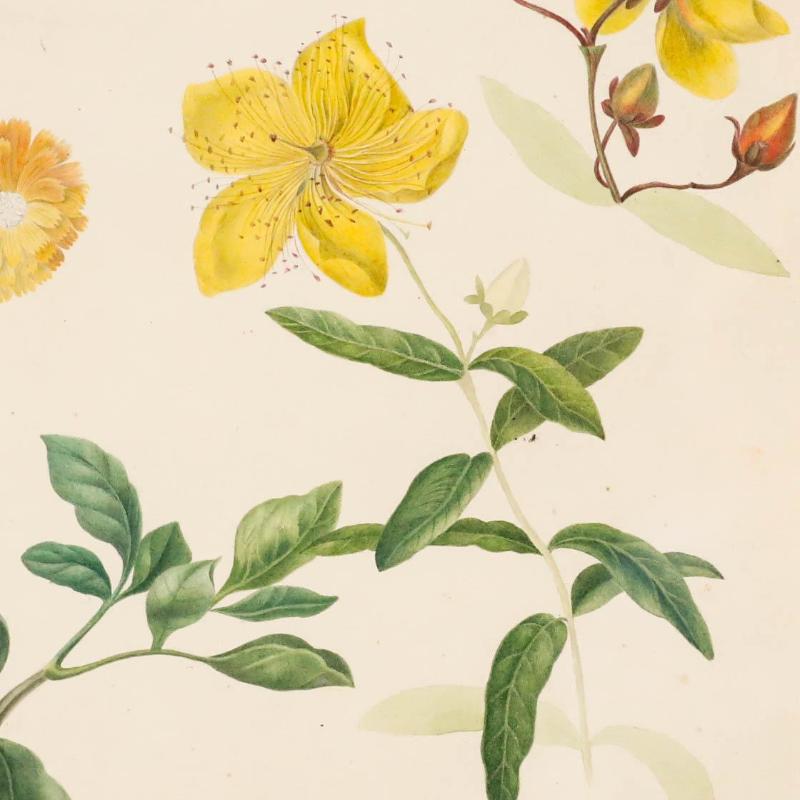 Une charmante étude florale de Sophia Katherine Charleton (1789-1844), comprenant une rose de Sharon, un souci, un dahlia et un bleu de Géorgie. Bien présenté dans un cadre en bois avec une bordure intérieure dorée. Non signée. Sur le papier.