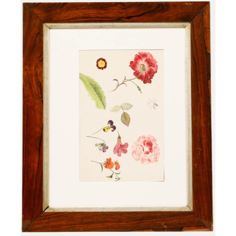 Sophia Katherine Charleton (1789-1844) - Watercolour, Anemone and Rose