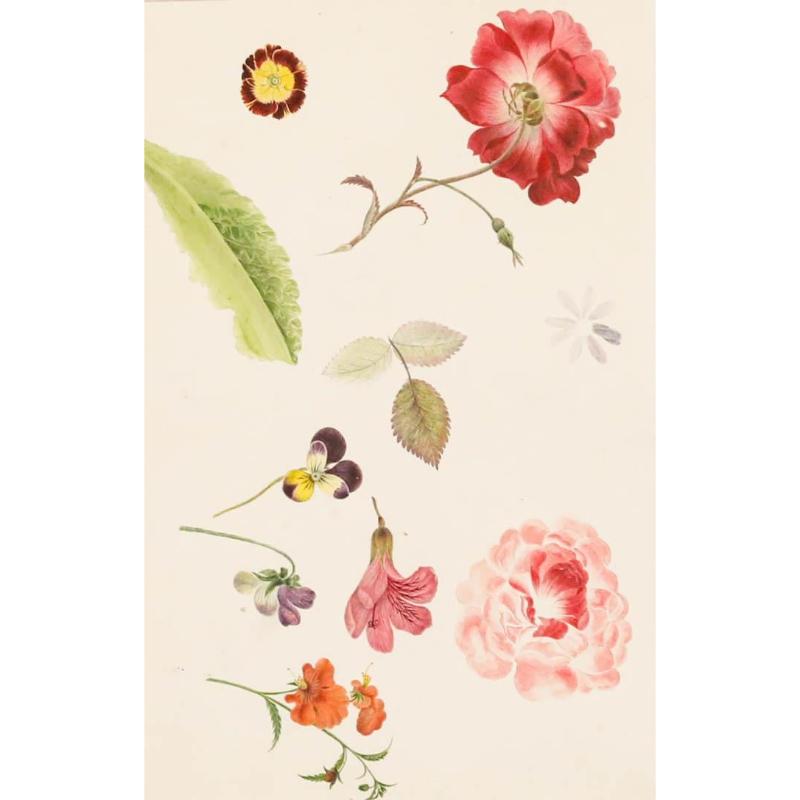 Sophia Katherine Charleton (1789-1844) - Aquarelle, Anémone et rose - Art de Unknown