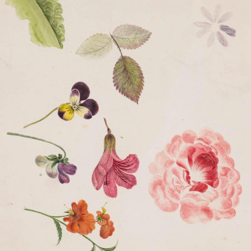 Une charmante étude florale de Sophia Katherine Charleton (1789-1844) comprenant une anémone et une rose, ainsi que plusieurs autres petites fleurs. De faibles esquisses préliminaires sont visibles dans les zones où l'artiste a laissé l'œuvre