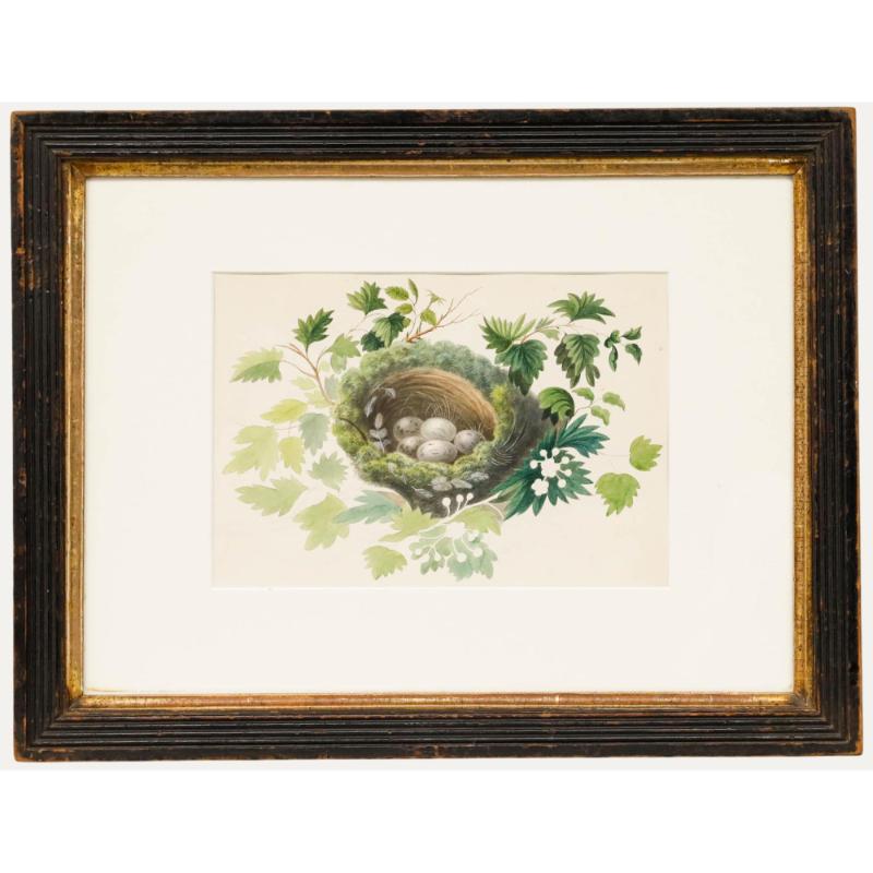Unknown Animal Art - Sophia Katherine Charleton (1789-1844) - Watercolour, Nest Amongst the Foliage