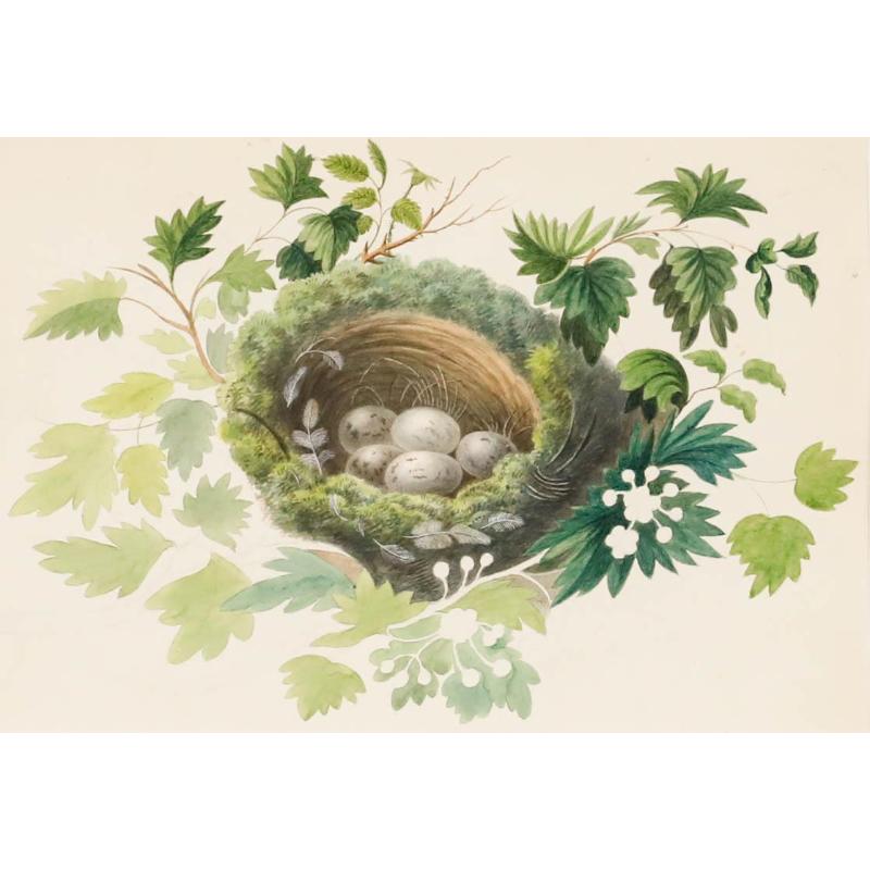 Sophia Katherine Charleton (1789-1844) - Watercolour, Nest Amongst the Foliage - Art by Unknown
