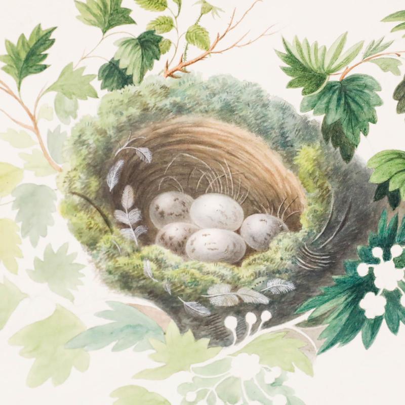 A charming watercolour study by Sophia Katherine Charleton (1789-1844) depicting a bird's nest nestled amongst foliage. Well presented in a vintage black frame with a gilt slip. Unsigned. On paper.