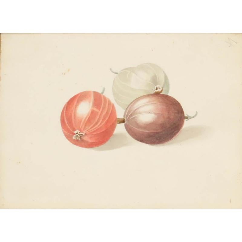 Sophia Katherine Charleton (1789-1844) - Acquerello, uva spina - Art di Unknown