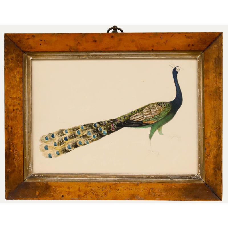 Unknown Animal Art - Sophia Katherine Charleton (1789-1844) - Early 19th Century Watercolour, Peacock