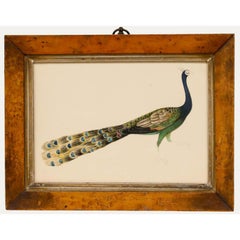 Sophia Katherine Charleton (1789-1844) - Early 19th Century Watercolour, Peacock