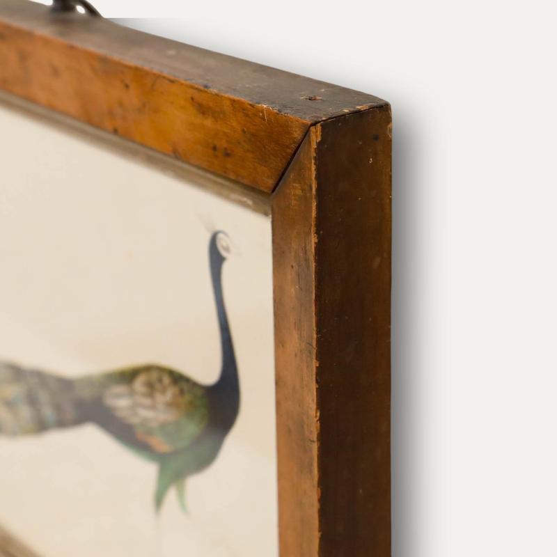 Sophia Katherine Charleton (1789-1844) - Early 19th Century Watercolour, Peacock For Sale 1