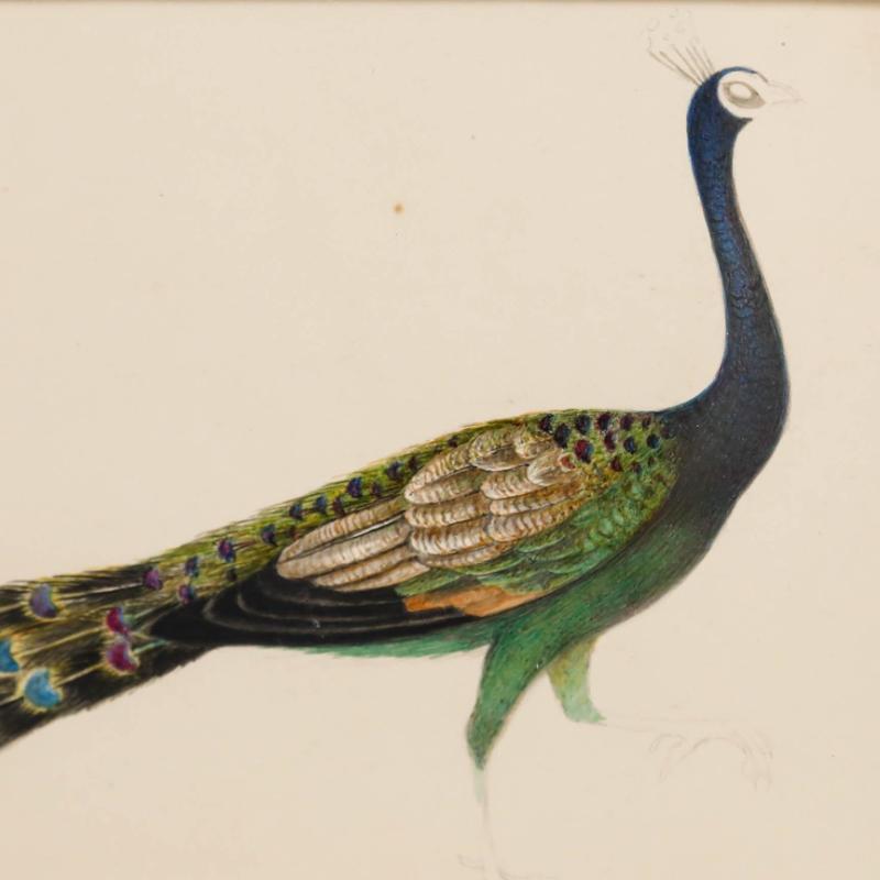The magnificent feathers of a peacock are rendered in meticulous detail and vibrant colour in this delicate watercolour study by Sophia Katherine Charleton (1789-1844). The face and feet are unfinished. Well presented in a vintage wooden frame.