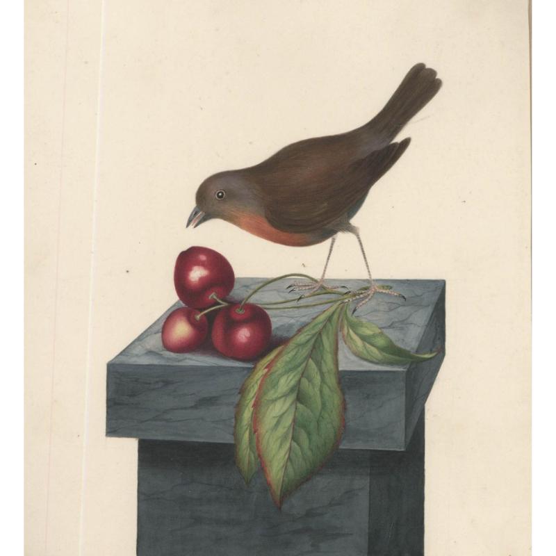 Sophia Katherine Charleton (1789-1844) - Acquerello, Pettirosso e ciliegie - Art di Unknown