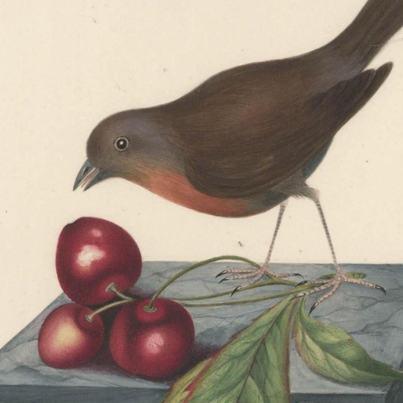 Sophia Katherine Charleton (1789-1844) - Acquerello, Pettirosso e ciliegie - Animal Art Beige di Unknown