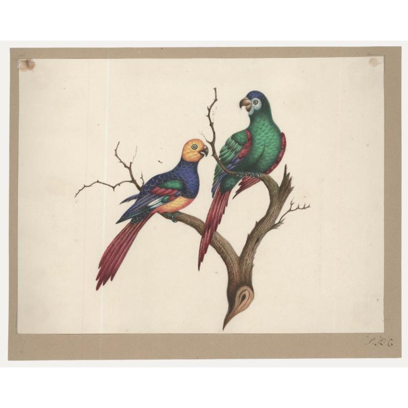 Unknown Animal Art - Sophia Katherine Charleton (1789-1844) - Watercolour, Perching Parrots