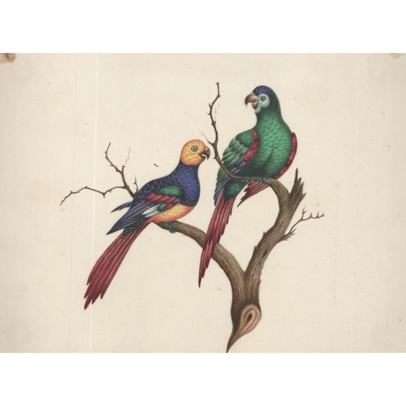 Sophia Katherine Charleton (1789-1844) - Watercolour, Perching Parrots - Art by Unknown