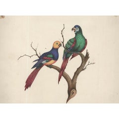 Sophia Katherine Charleton (1789-1844) - Watercolour, Perching Parrots