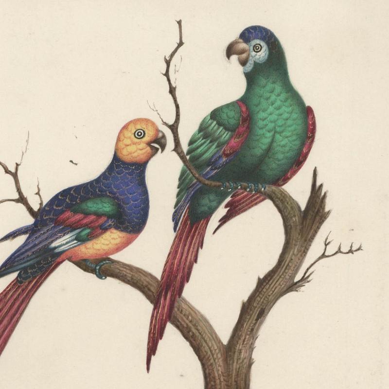 Sophia Katherine Charleton (1789-1844) - Watercolour, Perching Parrots - Beige Animal Art by Unknown