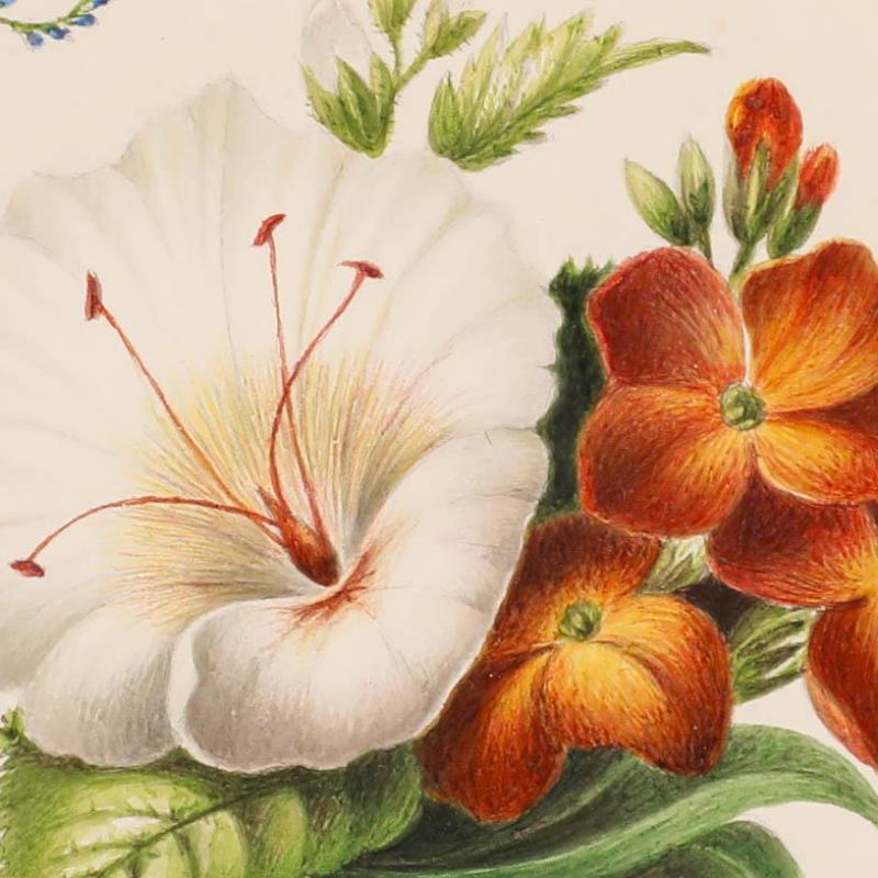 Sophia Katherine Charleton (1789-1844) - Aquarelle, Hibiscus avec giroflées en vente 1