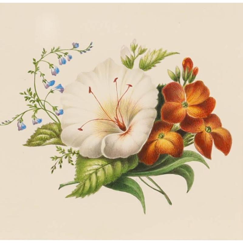 Sophia Katherine Charleton (1789-1844) - Aquarelle, Hibiscus avec giroflées - Art de Unknown