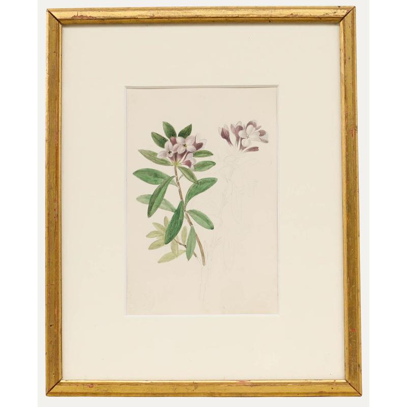 Sophia Katherine Charleton (1789-1844) - Acquerello, Daphne Sericea