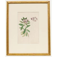 Sophia Katherine Charleton (1789-1844) - Aquarell, Daphne Sericea