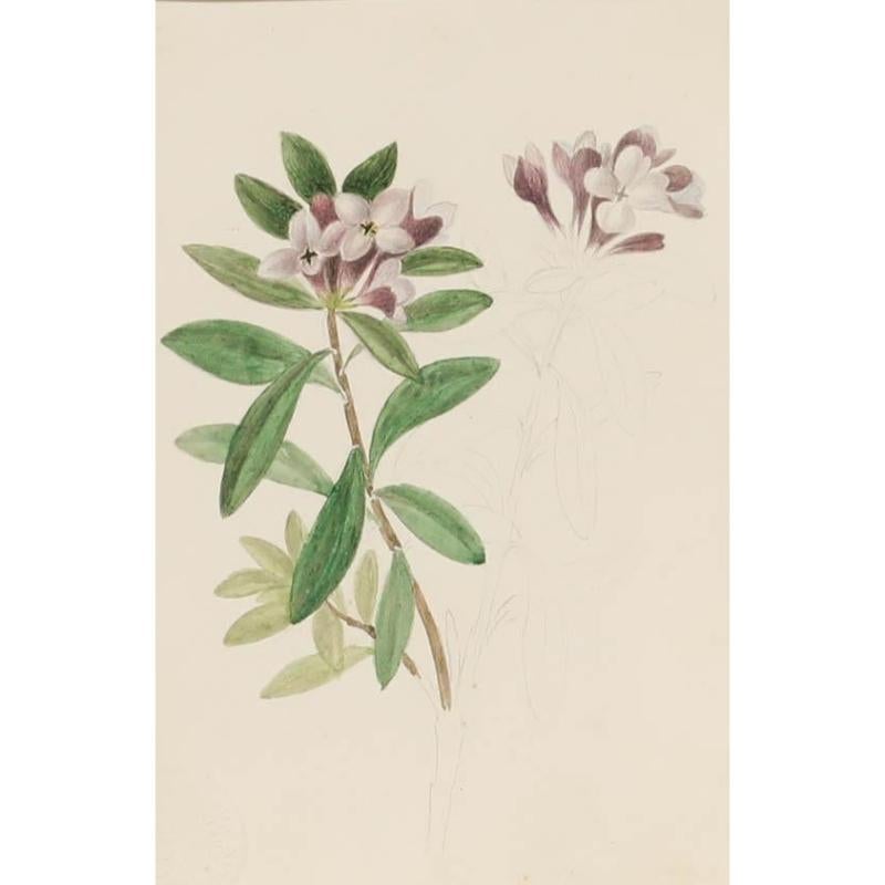 Sophia Katherine Charleton (1789-1844) - Aquarelle, Daphne Sericea - Art de Unknown