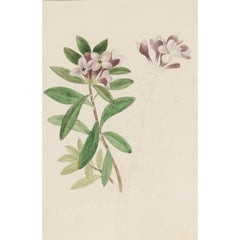 Sophia Katherine Charleton (1789-1844) - Watercolour, Daphne Sericea