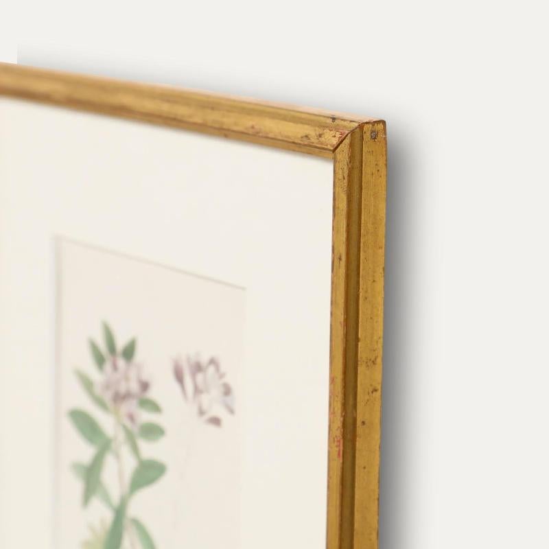 Sophia Katherine Charleton (1789-1844) - Aquarelle, Daphne Sericea en vente 1