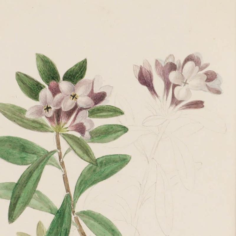 Une étude botanique sensible du début du 19e siècle par l'artiste Sophia Katherine Charleton (1789-1844) représentant une tige complète de Daphne Sericea. Non signée. Magnifiquement présenté dans un cadre fin et doré. Sur le papier.