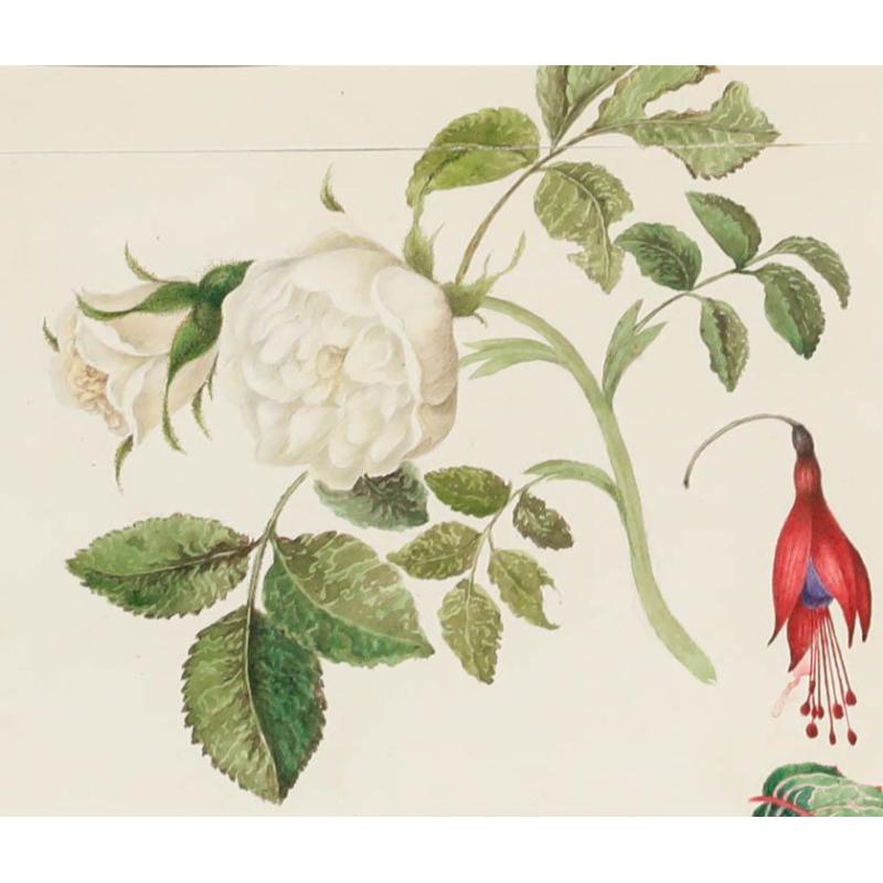 Sophia Katherine Charleton (1789-1844)- Watercolour, Alabaster Rose with Fuchsia - Art by Unknown
