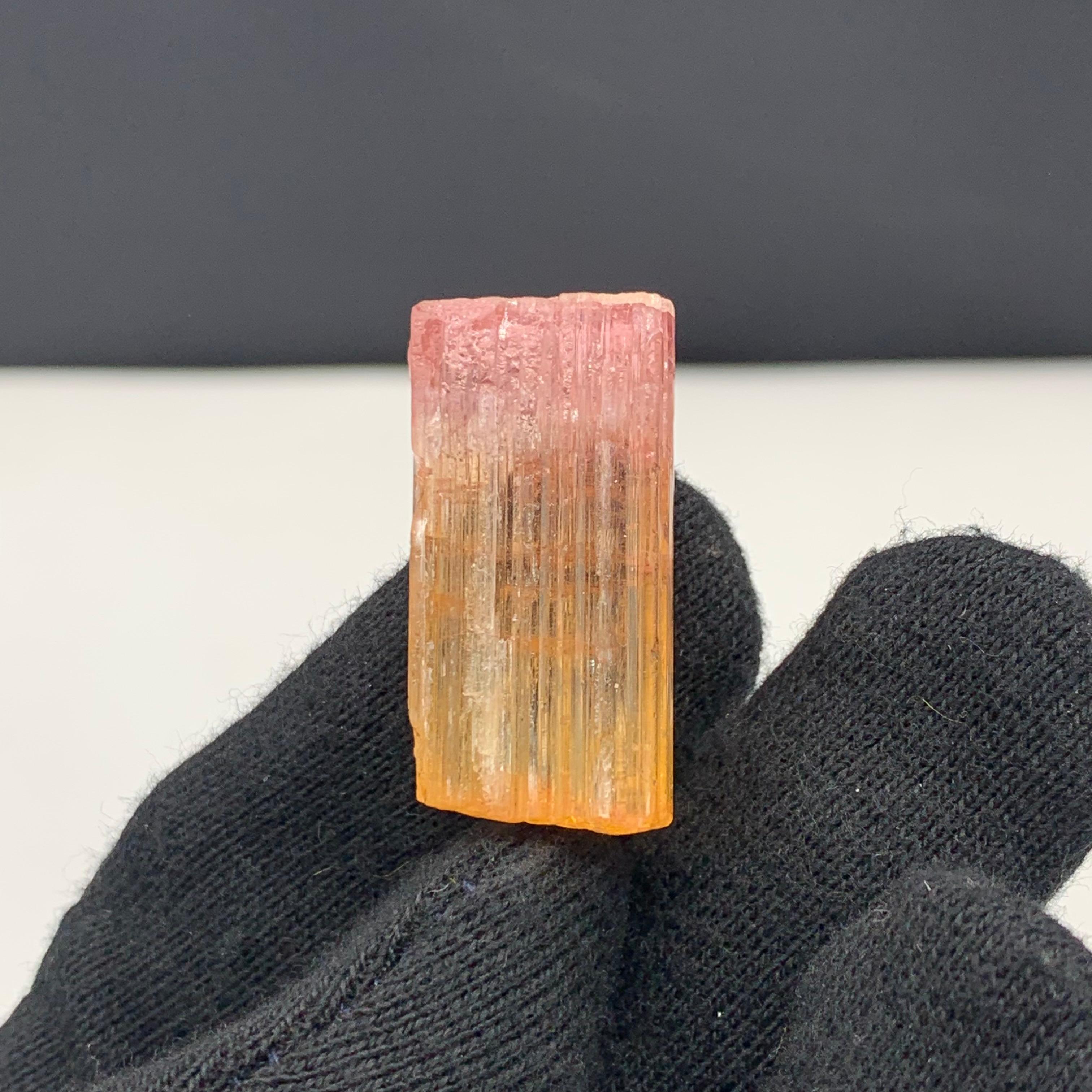 Adam Style 48 Carat Amazing Bi Color Tourmaline Crystal From Paprook Mine, Afghanistan For Sale