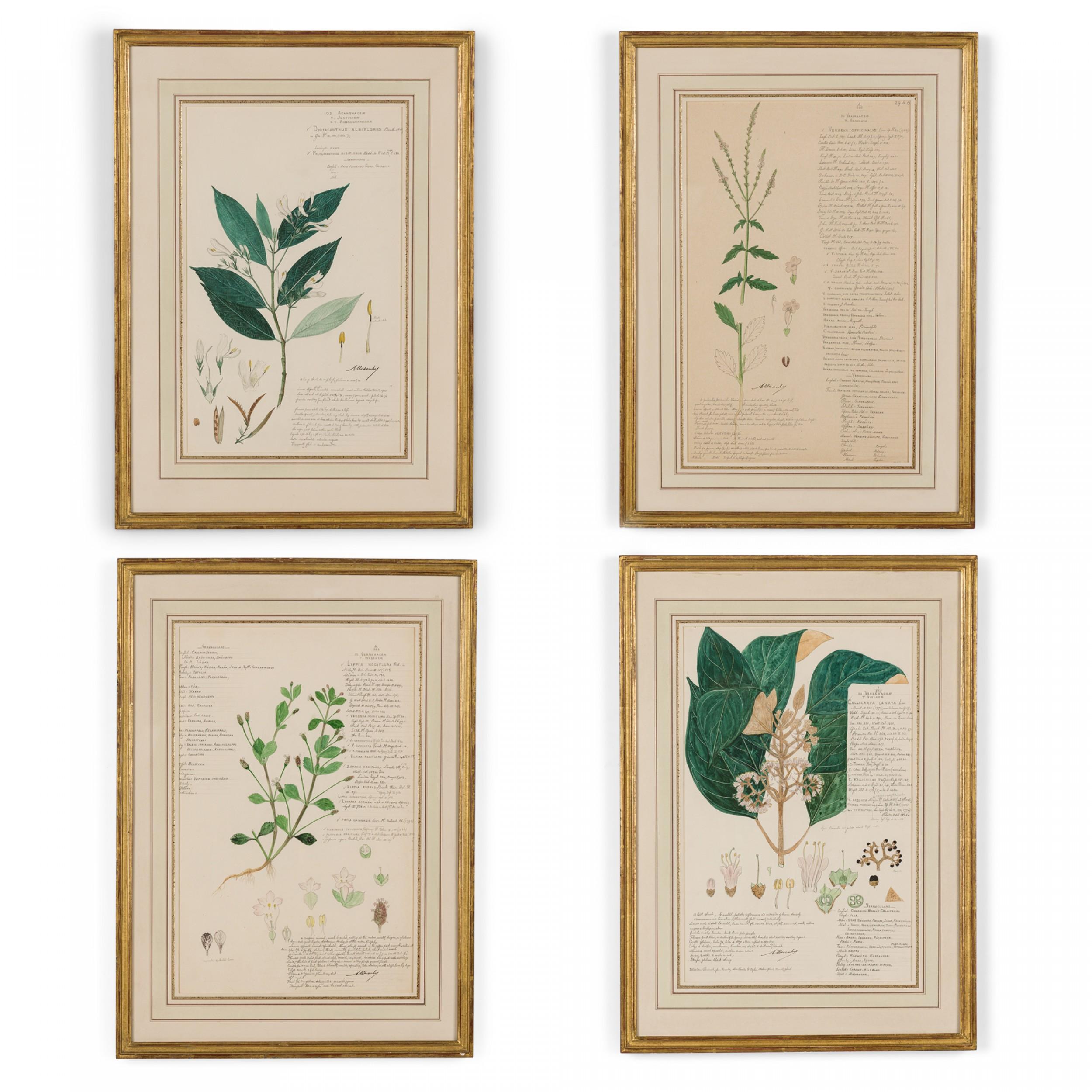 49 Framed American Victorian 19th Century Watercolor Botanical Drawings For Sale 5