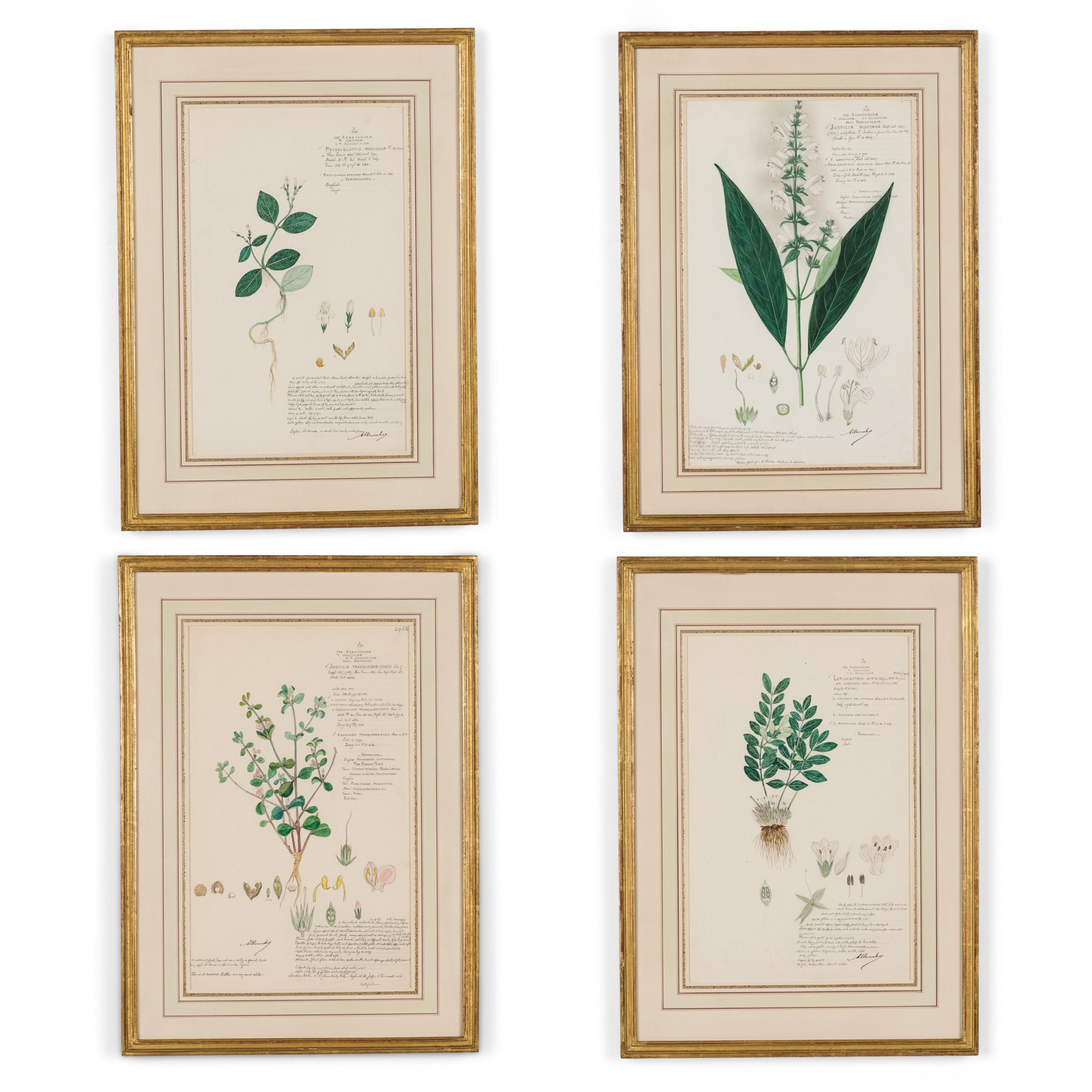 49 Framed American Victorian 19th Century Watercolor Botanical Drawings For Sale 6