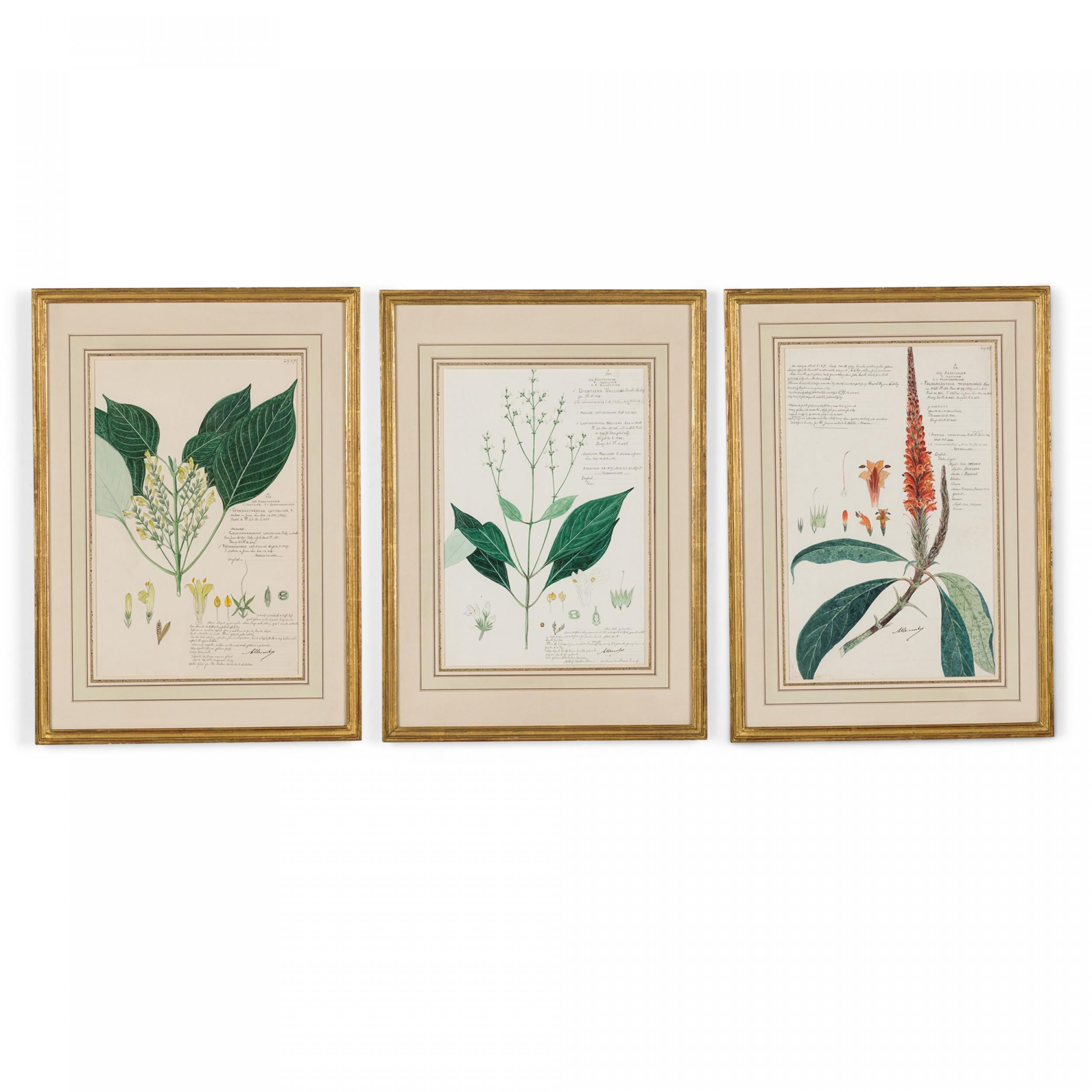 49 Framed American Victorian 19th Century Watercolor Botanical Drawings For Sale 7