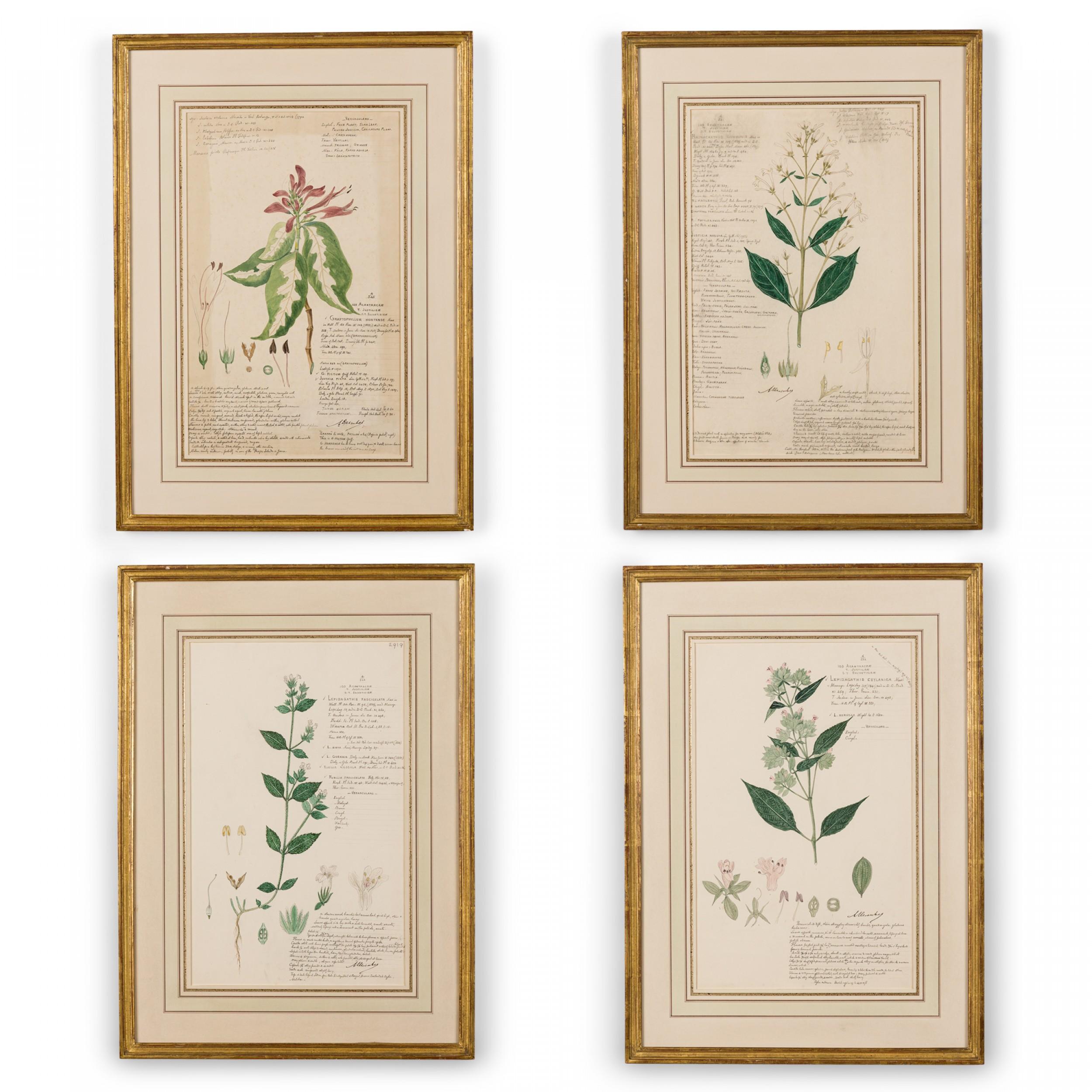 49 dessins botaniques américains de l'époque victorienne (19e siècle) à l'aquarelle, à l'encre et au crayon représentant diverses plantes et fleurs dans des tons verts sur un fond beige, avec des notes au crayon, encadrés dans des cadres en bois