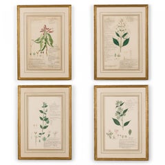 49 Framed American Victorian 19th Century Watercolor Botanical Drawings