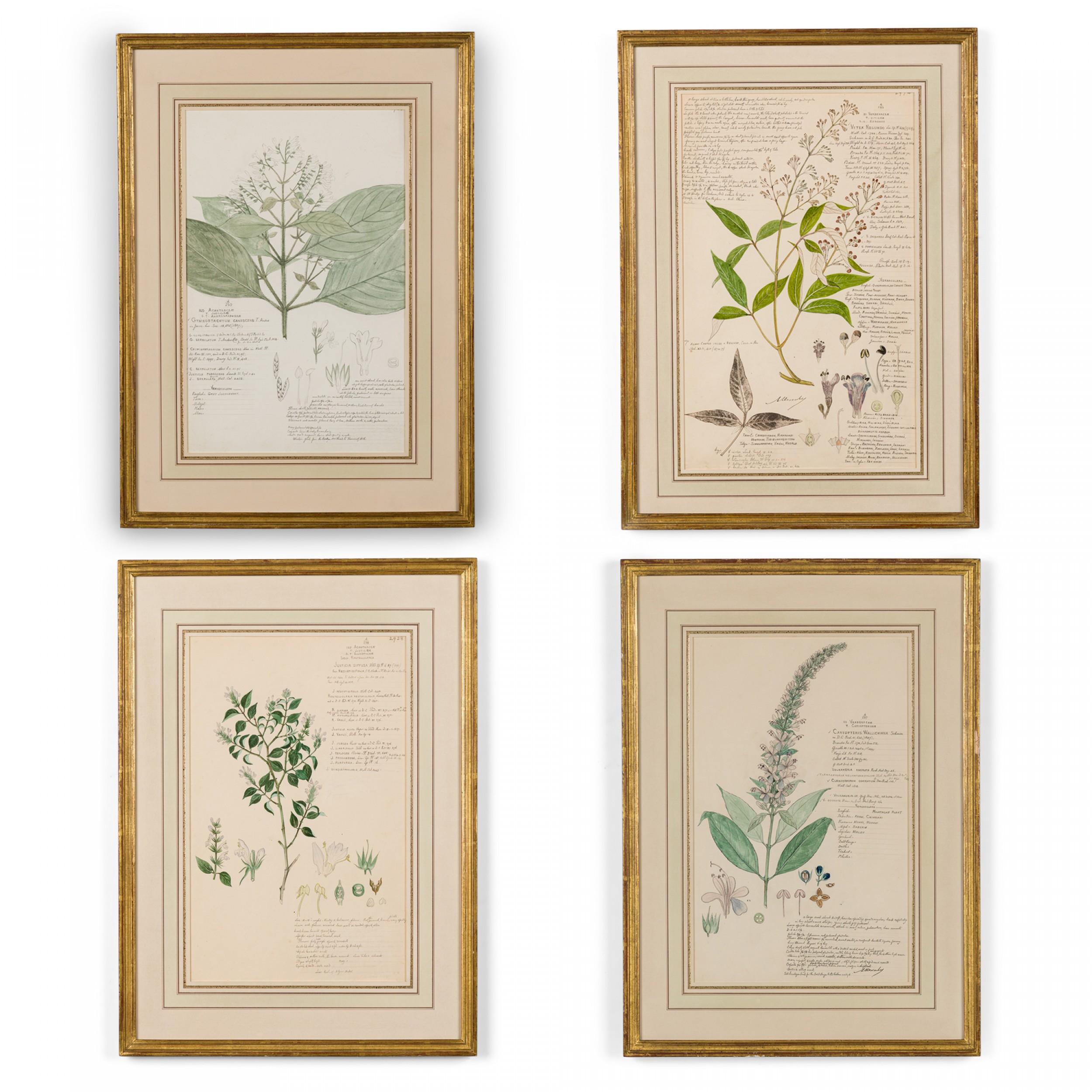 Hand-Painted 49 Framed American Victorian 19th Century Watercolor Botanical Drawings For Sale