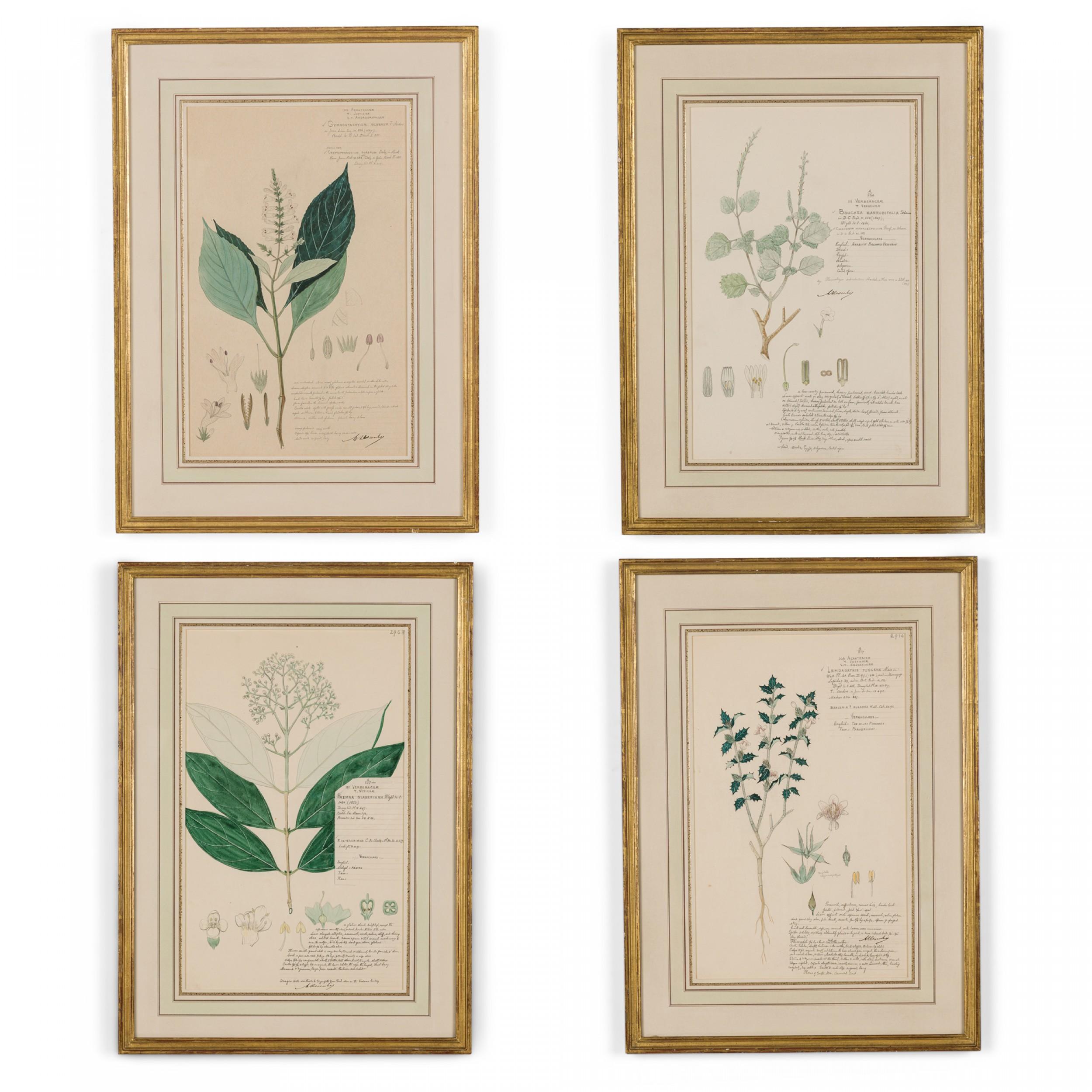 49 Framed American Victorian 19th Century Watercolor Botanical Drawings In Good Condition For Sale In Queens, NY