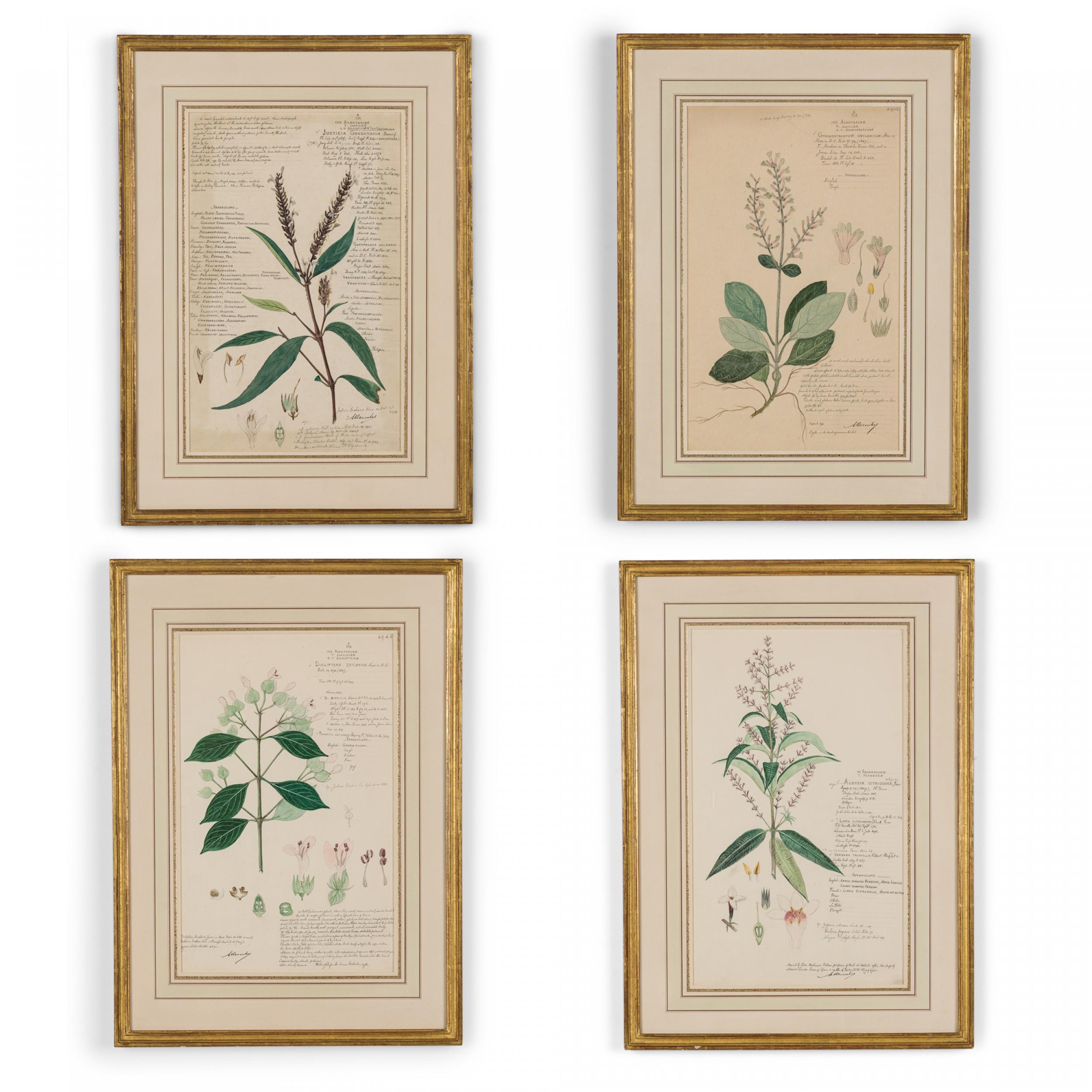 Giltwood 49 Framed American Victorian 19th Century Watercolor Botanical Drawings For Sale