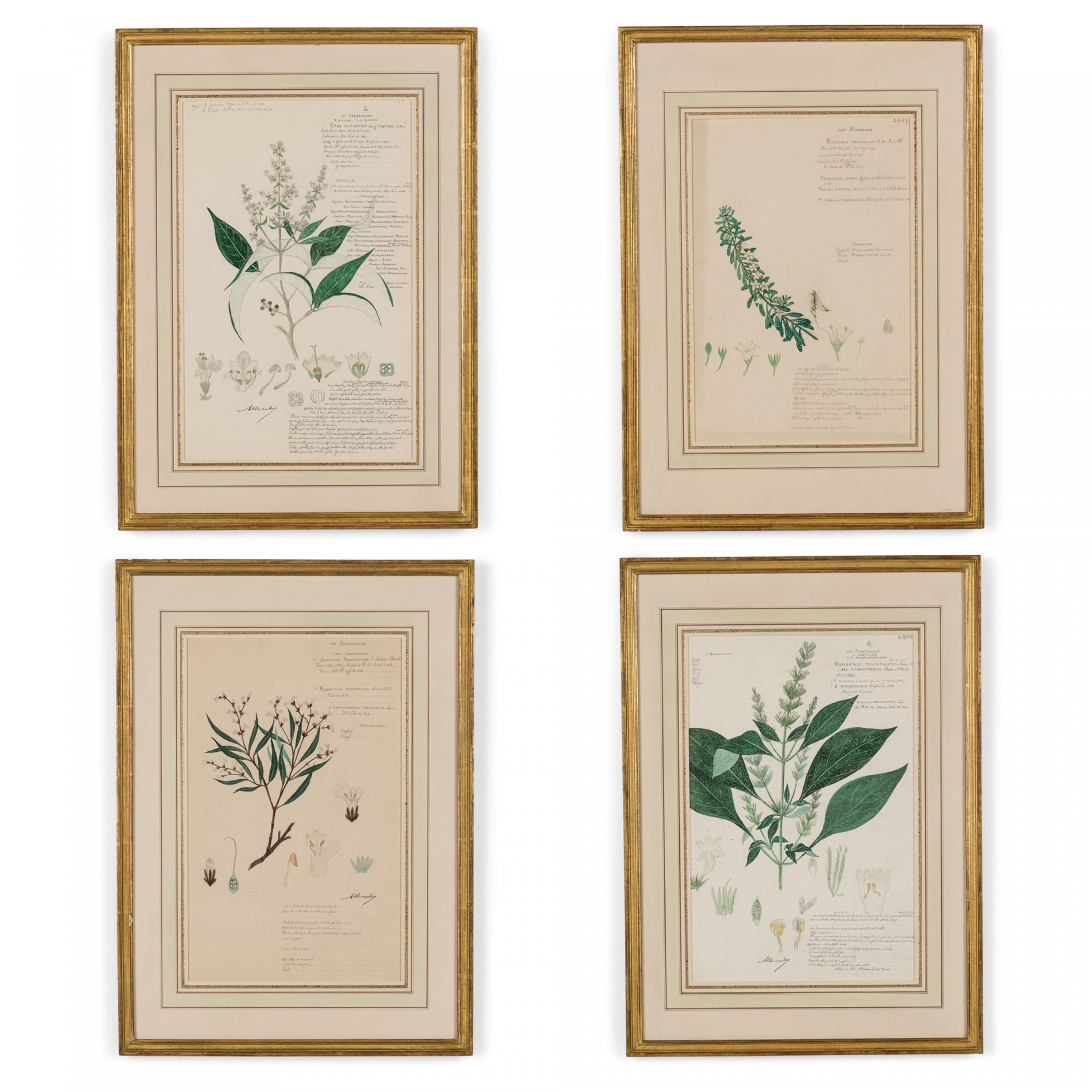 49 Framed American Victorian 19th Century Watercolor Botanical Drawings For Sale 1