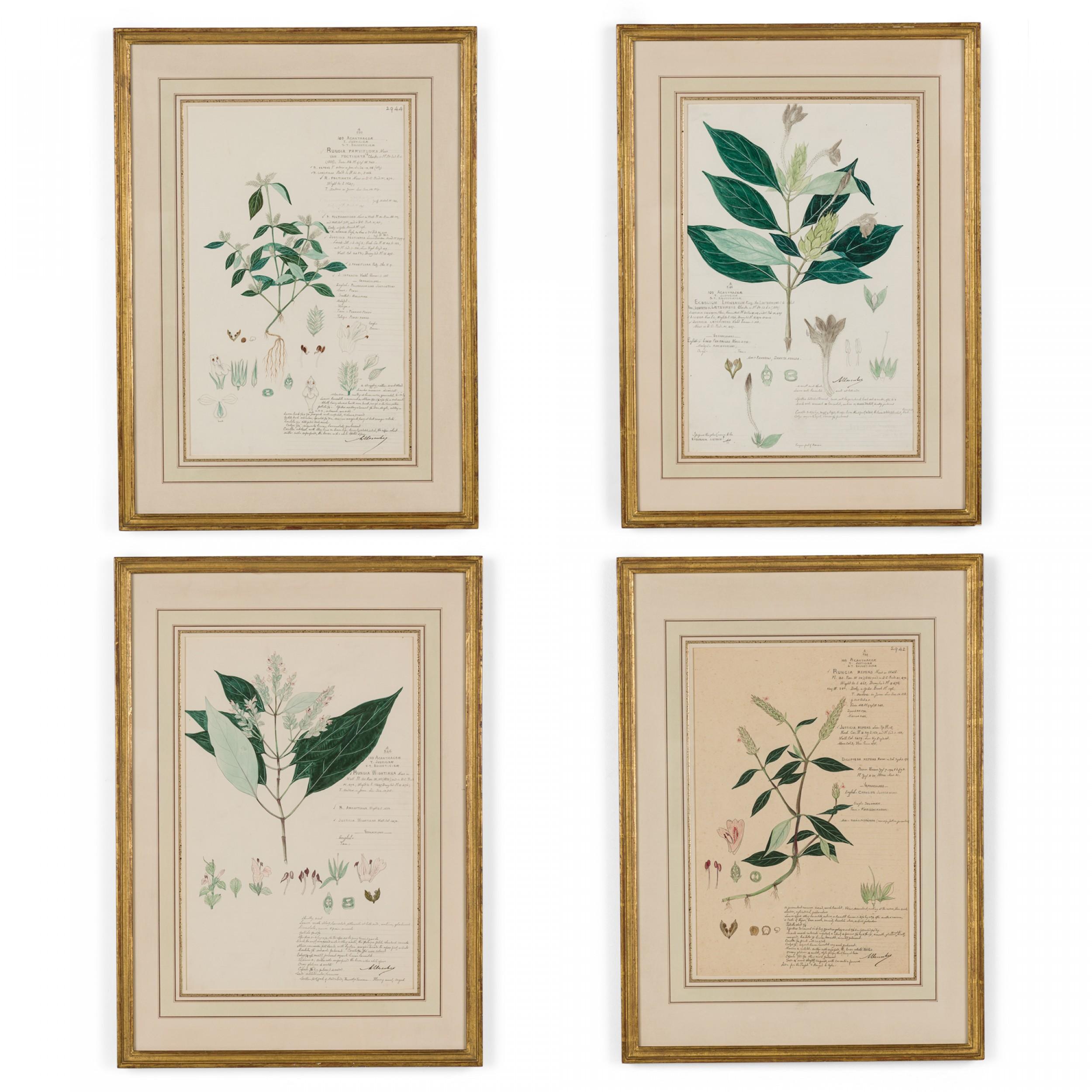 49 Framed American Victorian 19th Century Watercolor Botanical Drawings For Sale 2
