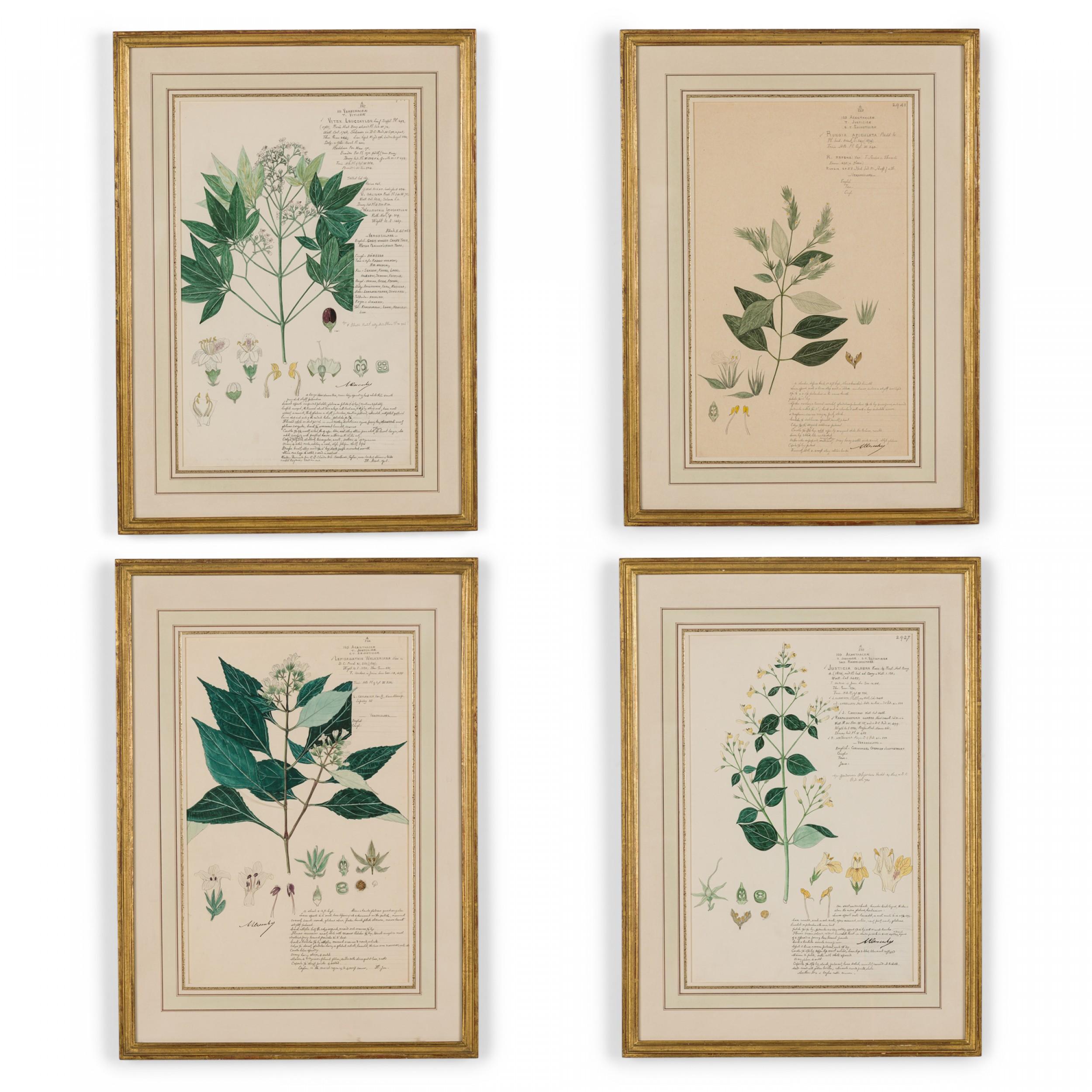 49 Framed American Victorian 19th Century Watercolor Botanical Drawings For Sale 3