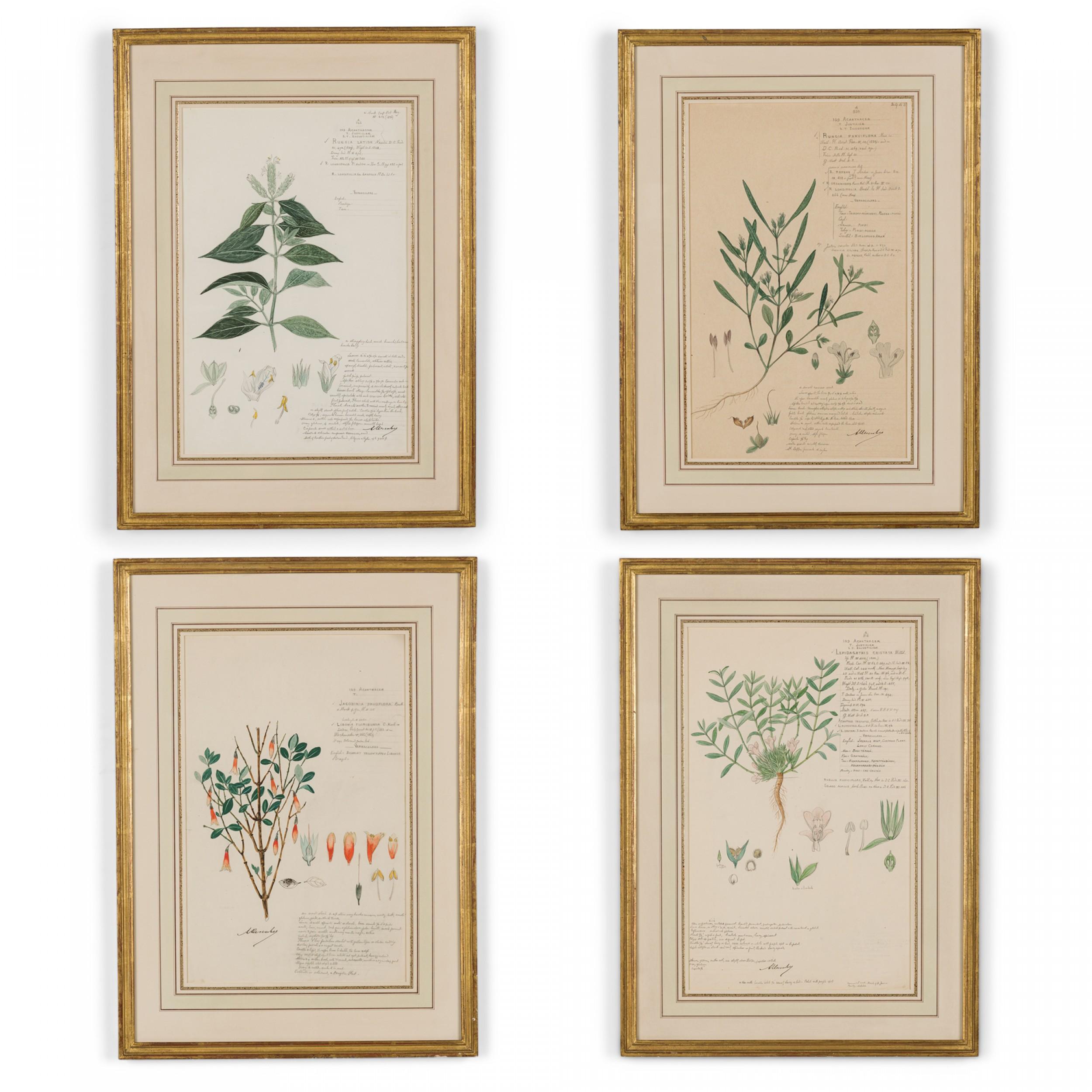 49 Framed American Victorian 19th Century Watercolor Botanical Drawings For Sale 4