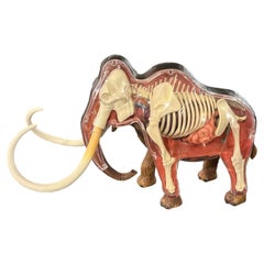 Vintage 4d Woolly Mammoth Anatomy Model
