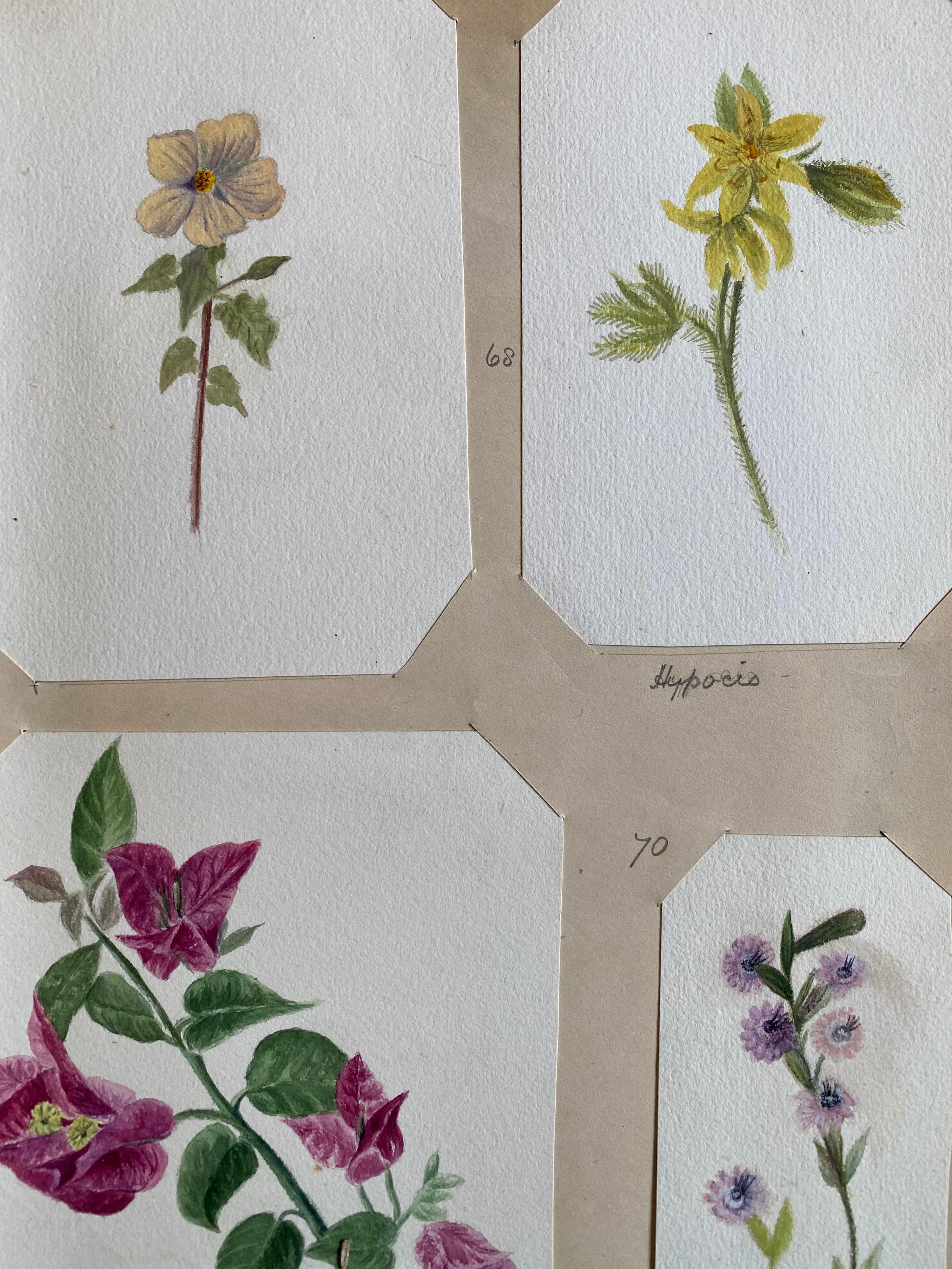 Satz von vier sehr schönen originalen englischen botanischen Aquarellen, die diese schöne Darstellung einer Blume/Pflanze zeigen. Das Werk stammt aus einer Privatsammlung in Surrey, England, und war Teil eines Albums mit Werken, die der Künstler in