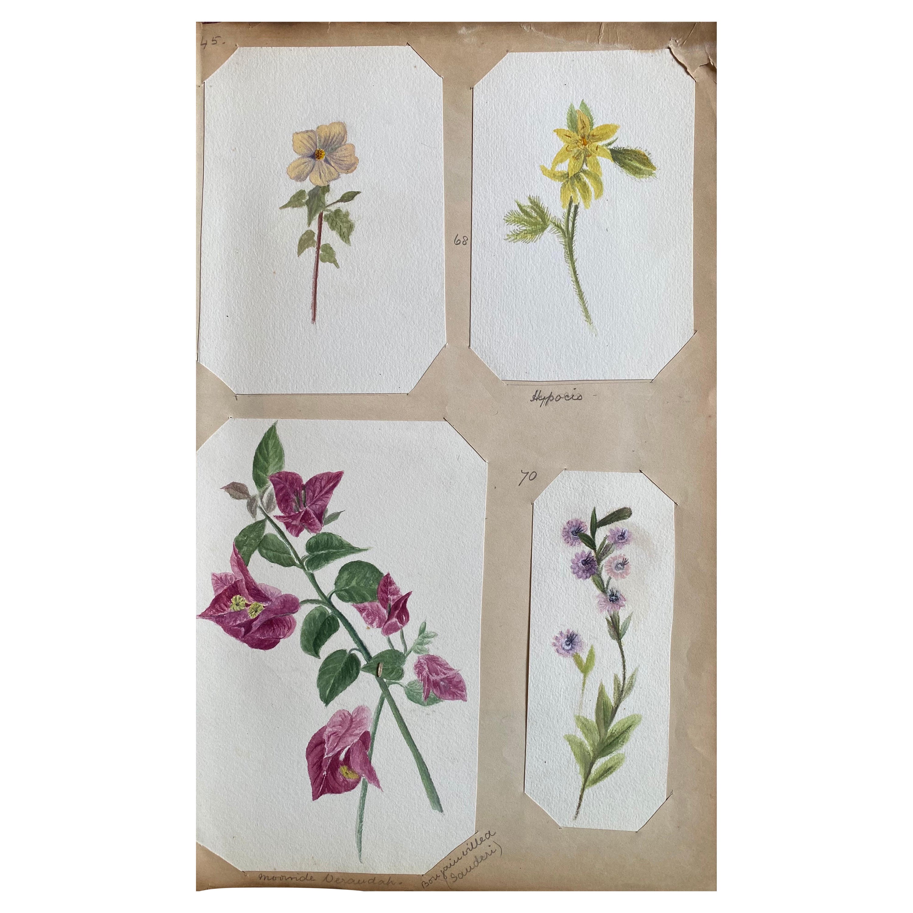 4x feines antikes britisches Botanisches Aquarellgemälde, um 1900