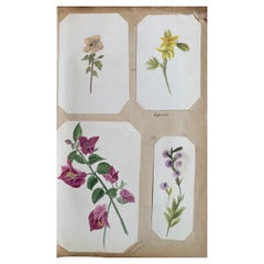 4x feines antikes britisches Botanisches Aquarellgemälde, um 1900