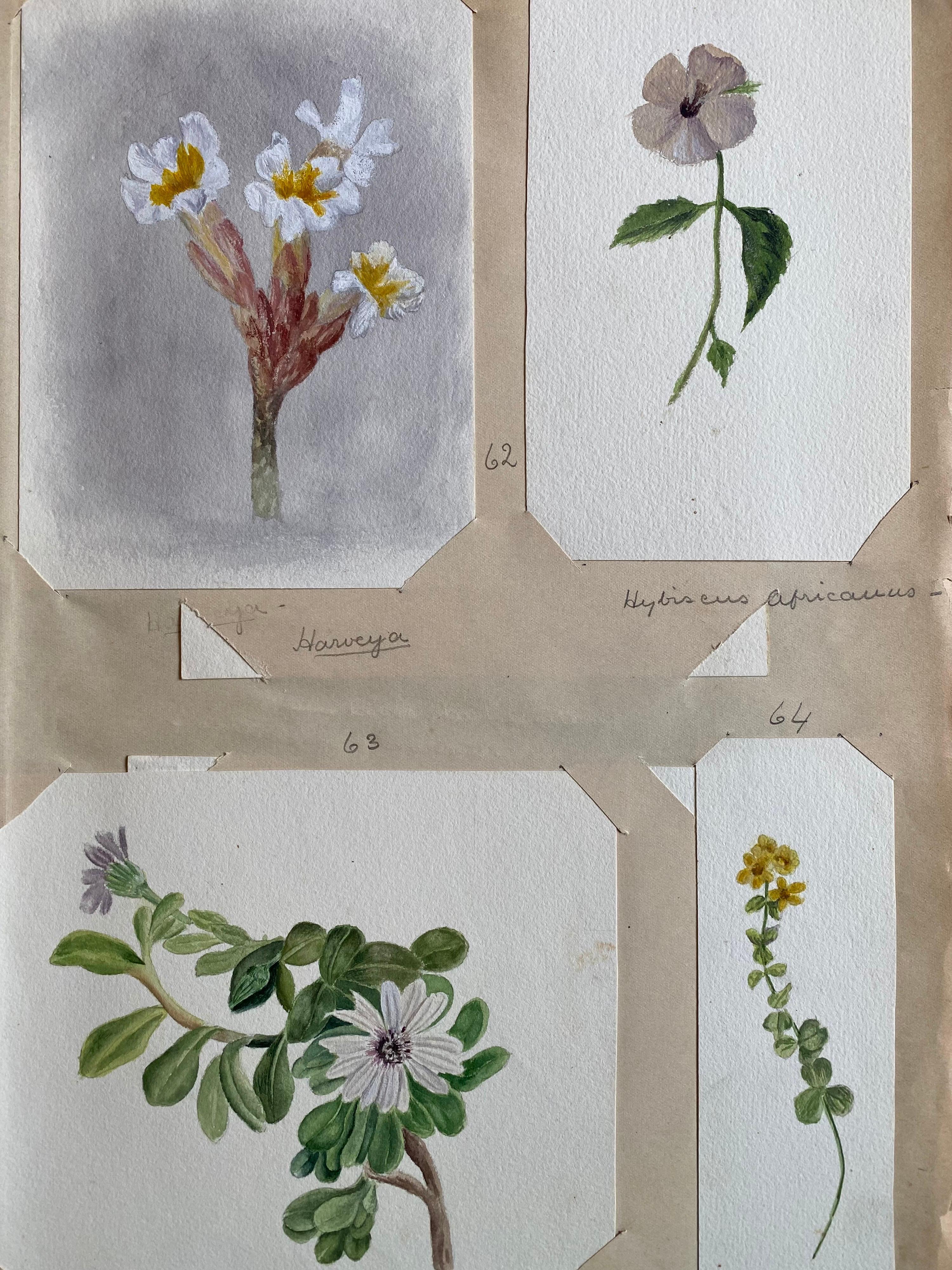 Satz von vier sehr schönen originalen englischen botanischen Aquarellen, die diese schöne Darstellung einer Blume/Pflanze zeigen. Das Werk stammt aus einer Privatsammlung in Surrey, England, und war Teil eines Albums mit Werken, die der Künstler in