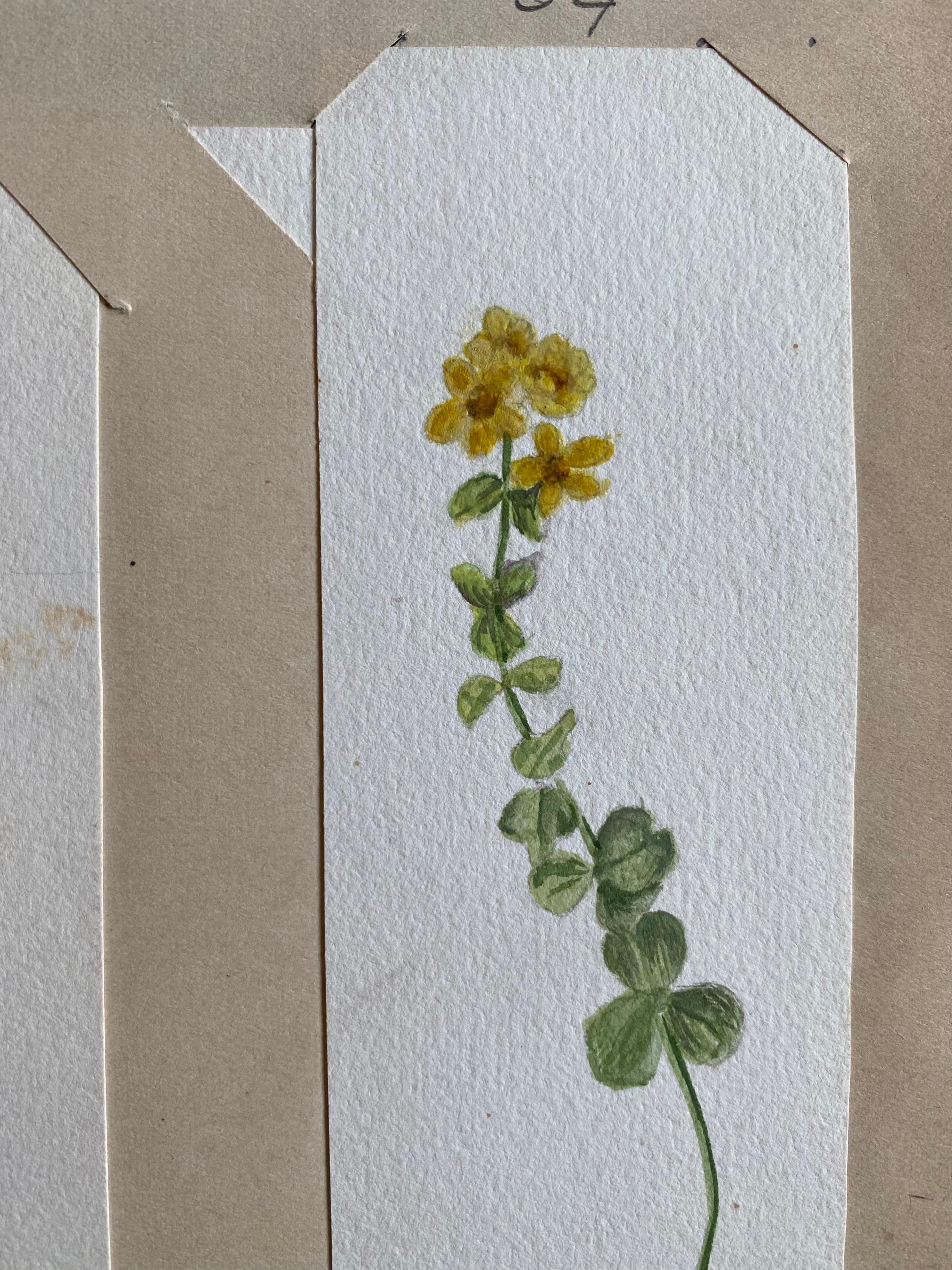 4x feine antike britische botanische Aquarellgemälde, um 1900 im Angebot 1