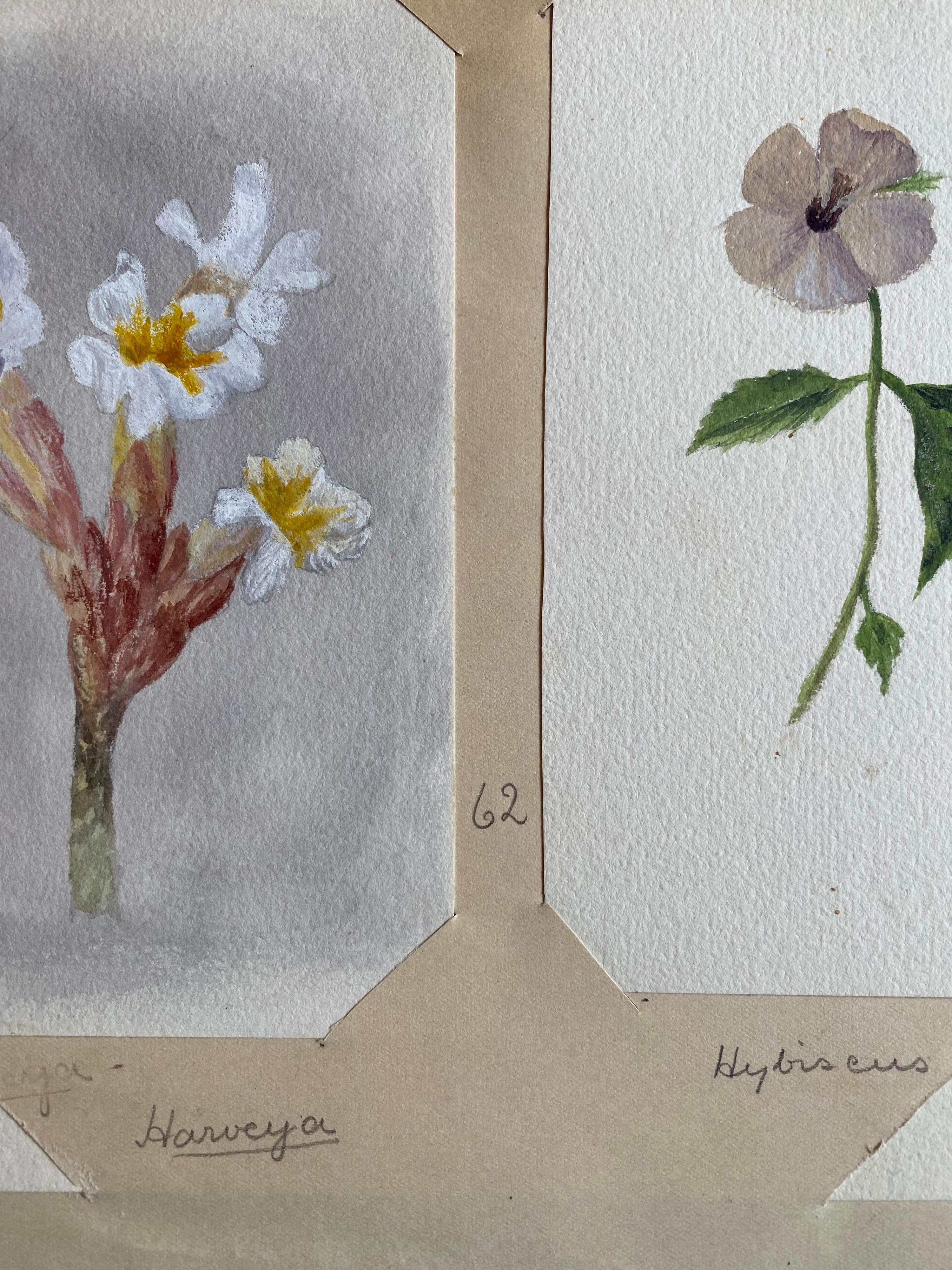 4 belles aquarelles botaniques britanniques anciennes, vers 1900  en vente 2
