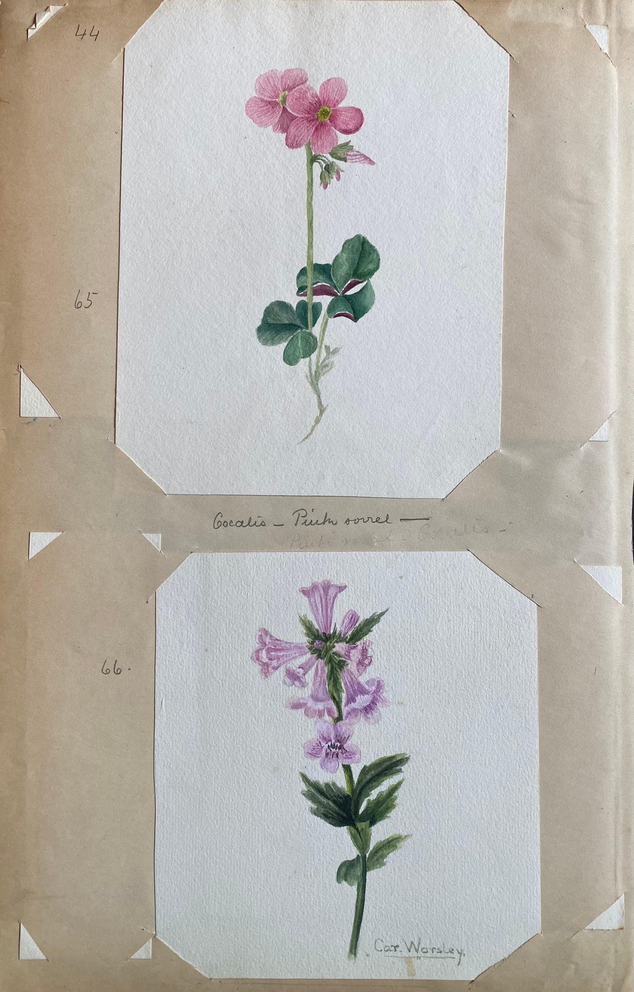 4 belles aquarelles botaniques britanniques anciennes, vers 1900  en vente 3