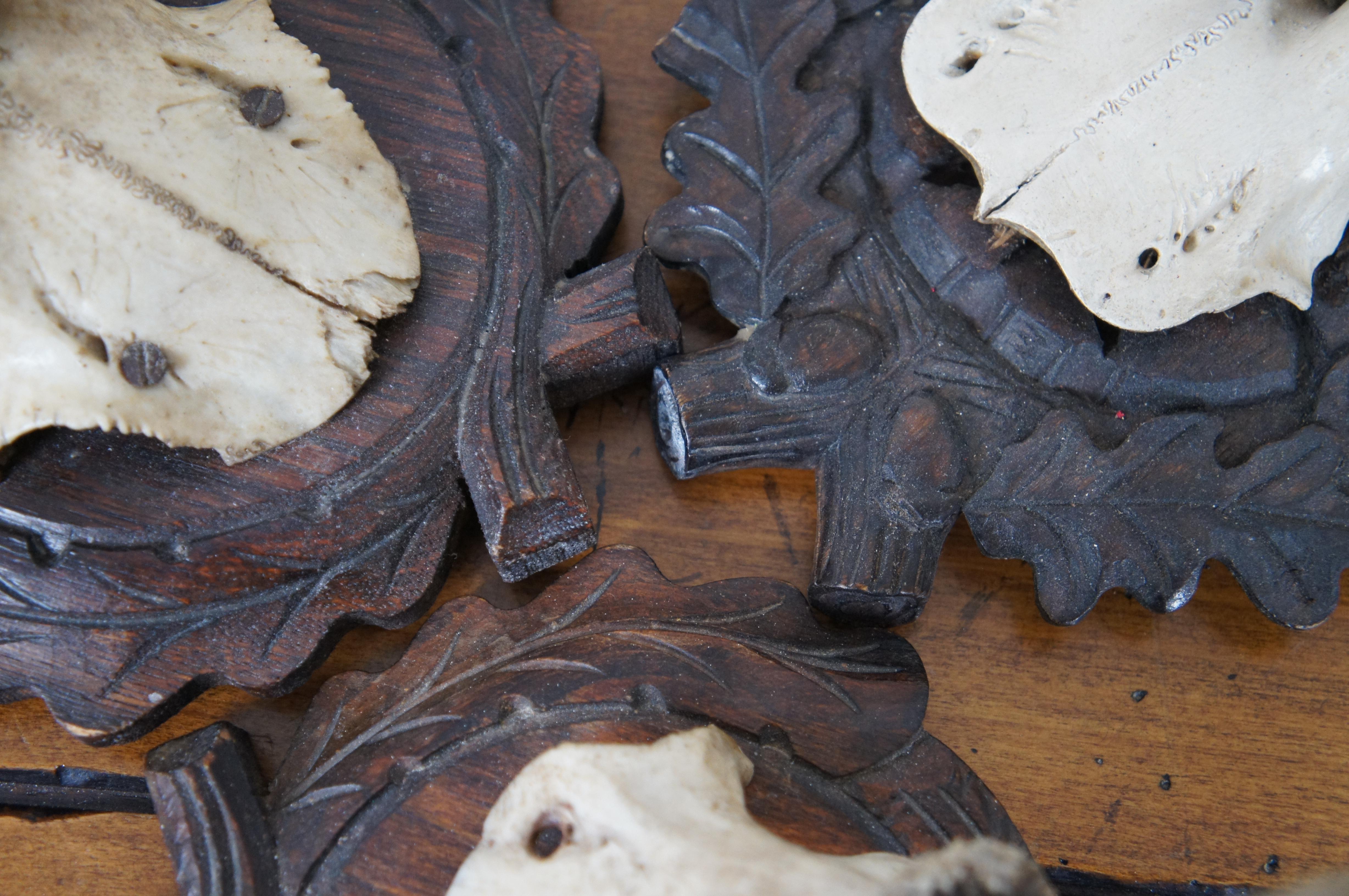 5 Antique Black Forest Roe Deer Hunt Taxidermy Antlers Horns Wood Plaques 7