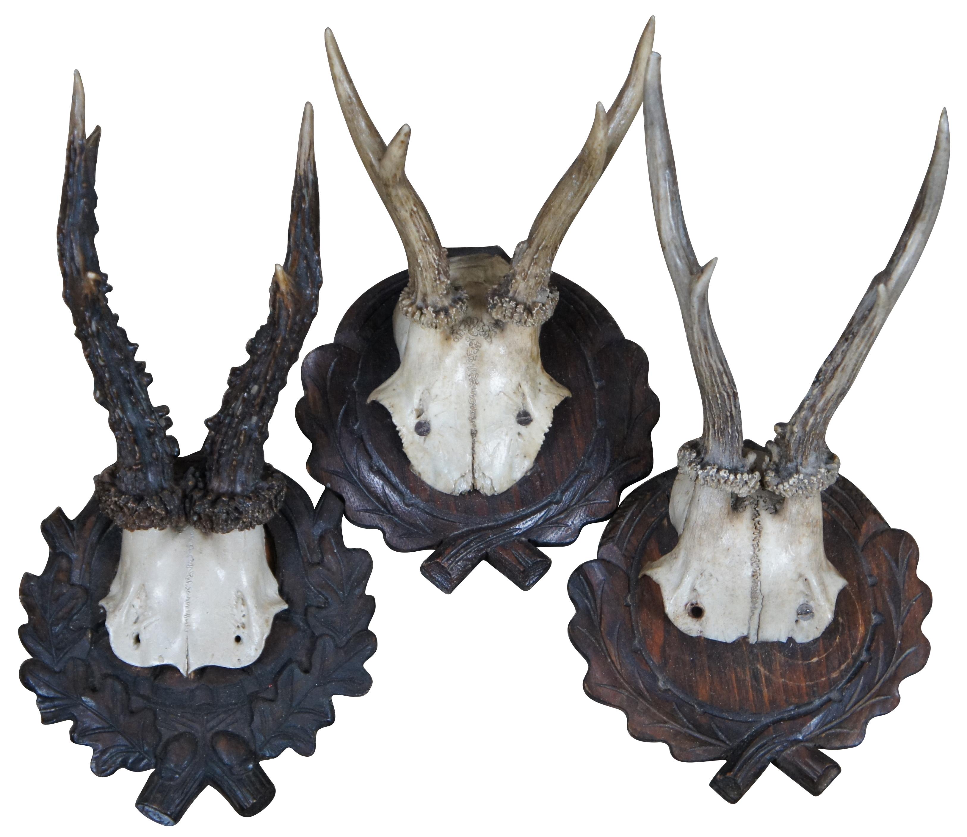 Lot of five antique mounted roe deer antlers and skull caps on wooden plaques, two simple round black beveled plaques and three carved wreath design shield plaques. Size:12